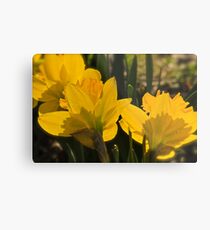Golden Daffodils Metal Print