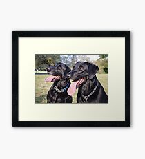 Labrador Retrievers Framed Print