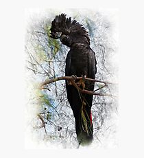 Red-tailed Black Cockatoo Photographic Print