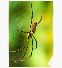 Orb Spider Poster