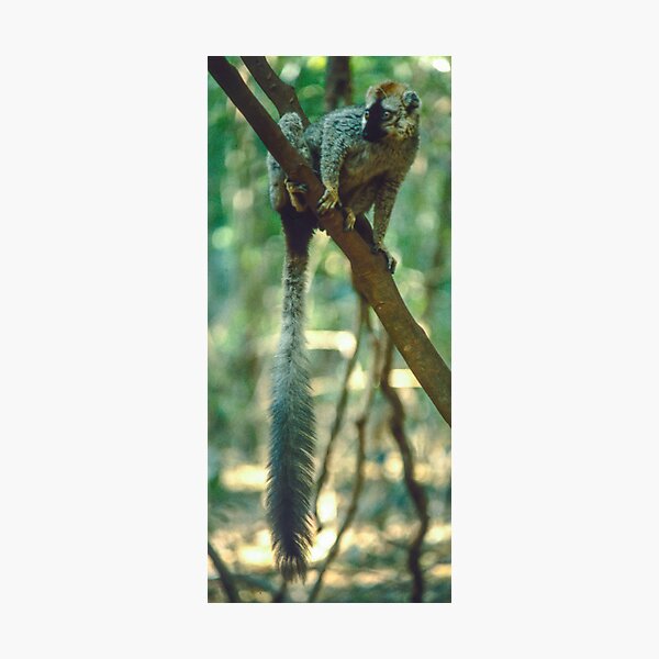 A lemur's tail Photographic Print
