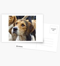 A Welsh Fox Hound Postcards