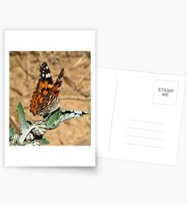 African Painted Lady Postkarten