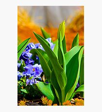 Tulip Bud Photographic Print