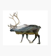 Reindeer Road to Homer Photographic Print
