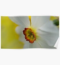 Daffodils Poster