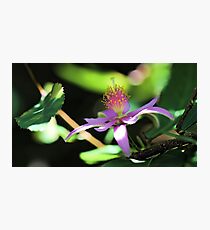 Lavender Starflower - Sun & Shadows Photographic Print