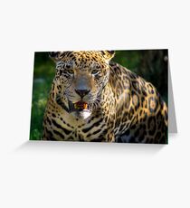 44 in your face Greeting Card