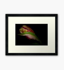 Tulip delight Framed Print