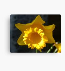 Daffodil Canvas Print
