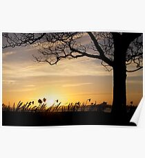 Sunset Daffs Poster