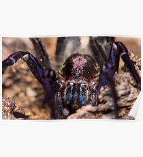 Wandering Spider Poster