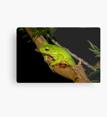 Green Tree Frog Metallbild