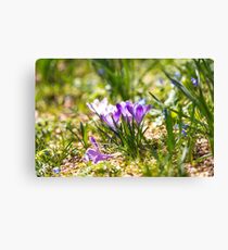 Springy crocus clusters Leinwanddruck