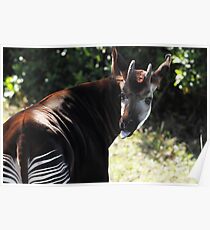 Okapi Poster