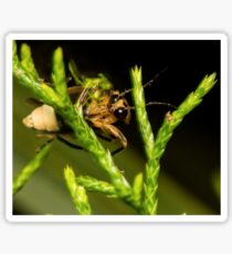 Firefly (1) Sticker