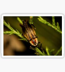 Firefly (3) Sticker