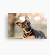 Puppy German Shepherd Metal Print