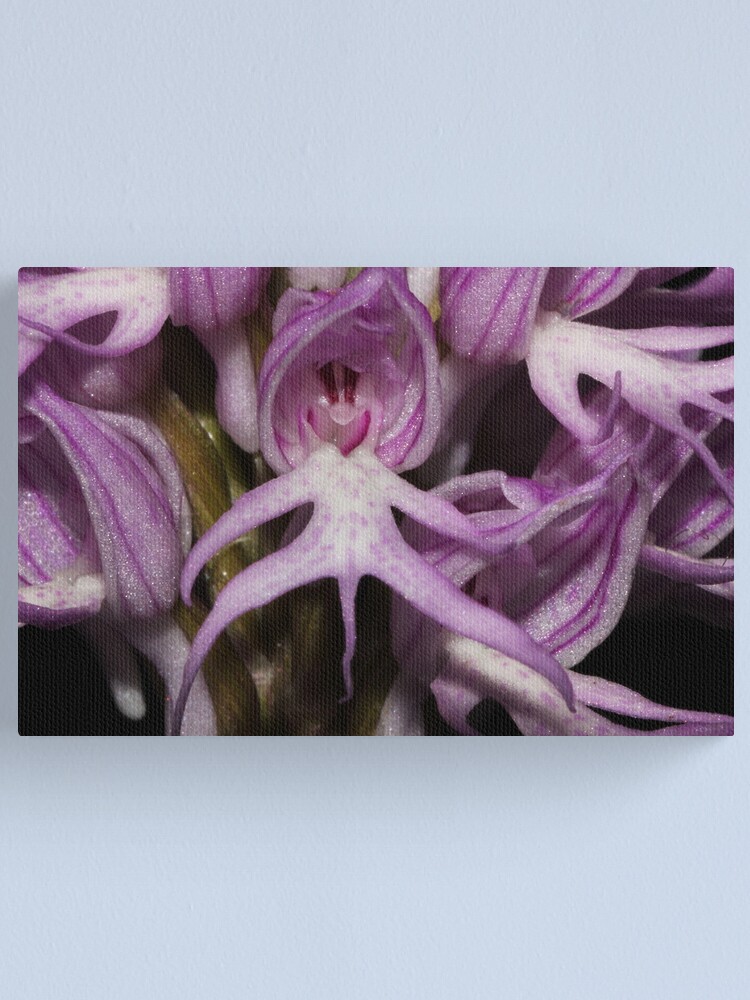 Alternate view of Orchis italica Canvas Print