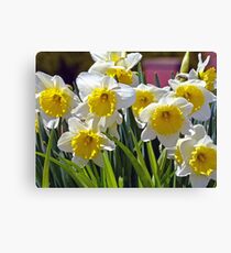 Spring Daffodils Canvas Print