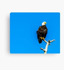 Watchful Eye Canvas Print