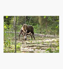 Bull Moose Photographic Print
