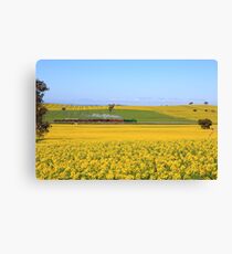 3642 passes Canola fields - Old Junee Canvas Print
