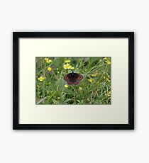 Scotch Argus Framed Print