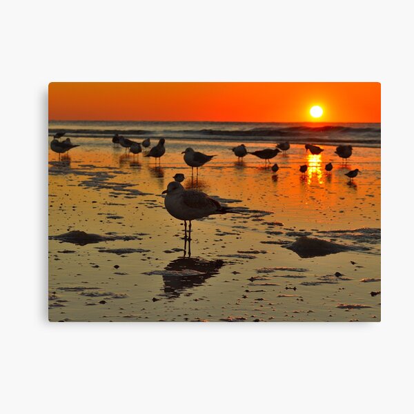 Sunrise Bird on IOP Canvas Print