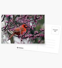 Northern Cardinal (Cardinalis cardinalis) Postcards
