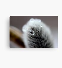 Like Water on a Duck's Back Canvas Print