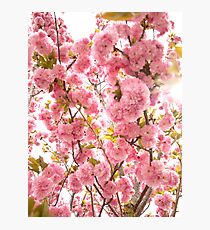 Hot Bloom Photographic Print
