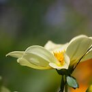 Flower by Plichard Mickaël