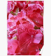 Hydrangea Macro Poster