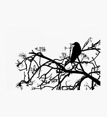 Crow Photographic Print