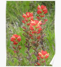 Tall Indian Paintbrush Poster