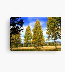 Aspen Trees - Arizona Canvas Print