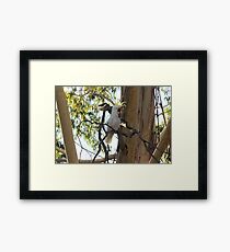 Sulphur, show your crest Framed Print