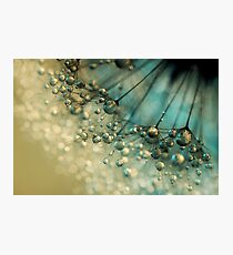Delicious Dandy Drops Photographic Print