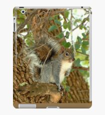 Western Grey Squirrel In A Tree iPad-Hülle & Klebefolie