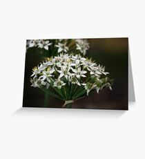 Onion Flower Greeting Card