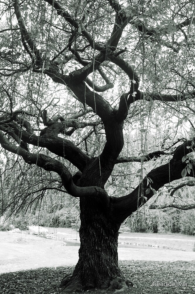 "Gnarled Tree" by iheartdenver | Redbubble