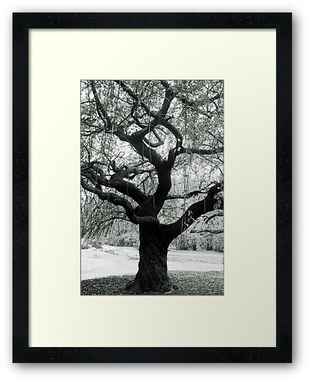 "Gnarled Tree" Framed Art Print by iheartdenver | Redbubble