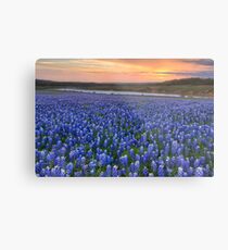 Texas Bluebonnet Images - Bluebonnet Sunrise in Texas Metal Print