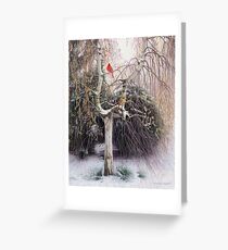 Winter Veil - Cardinal Pair Greeting Card