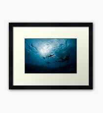 Swimming with Sharks Framed Print