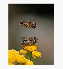 Hoverflies Photographic Print