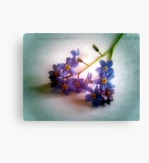 Myosotis 'Forget Me, Not' Canvas Print