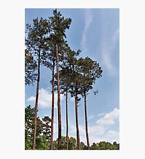 Louisiana Trees 6 Photographic Print