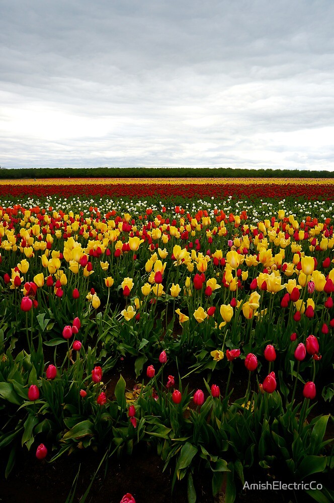 "Woodburn Tulip Festival 3" by AmishElectricCo Redbubble